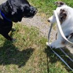 Hundeschule - Hundewanderung