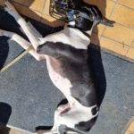 aktive-schnauzen-maulkorbanprobe