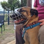 aktive-schnauzen-maulkorbanprobe