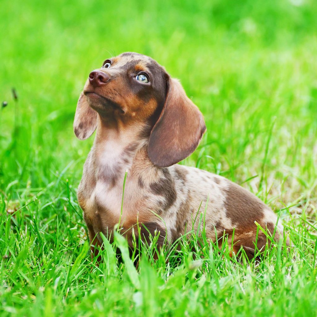 DAckel auf Hundewiese, eingezäuntes Gelände für den sicheren Freilauf für Hunde