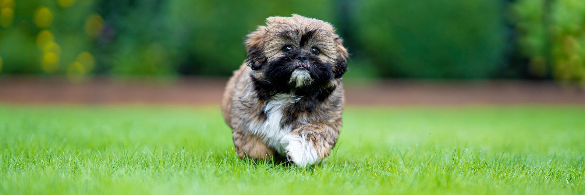 Hund auf der Hundewiese - Wiese stundenweise zur Alleinnutzung bei Aktive Schnauzen