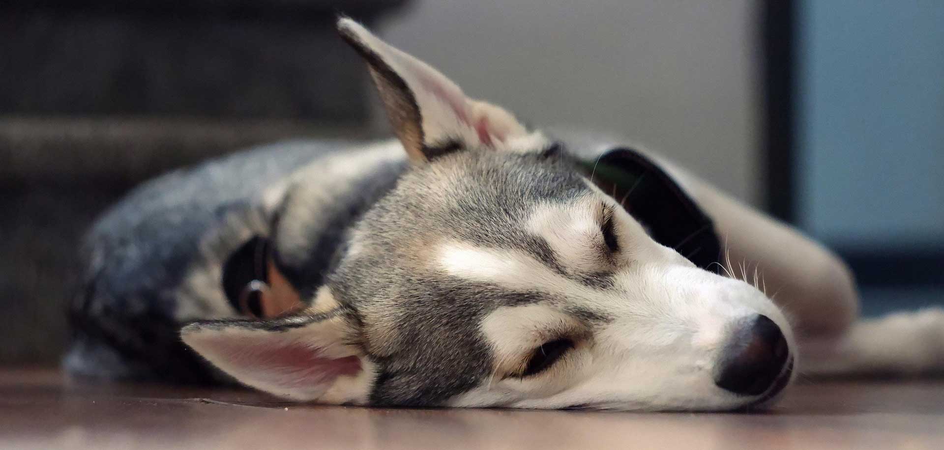 Hund liebevoll-betreut in der Hundepension Aktive Schnauzen