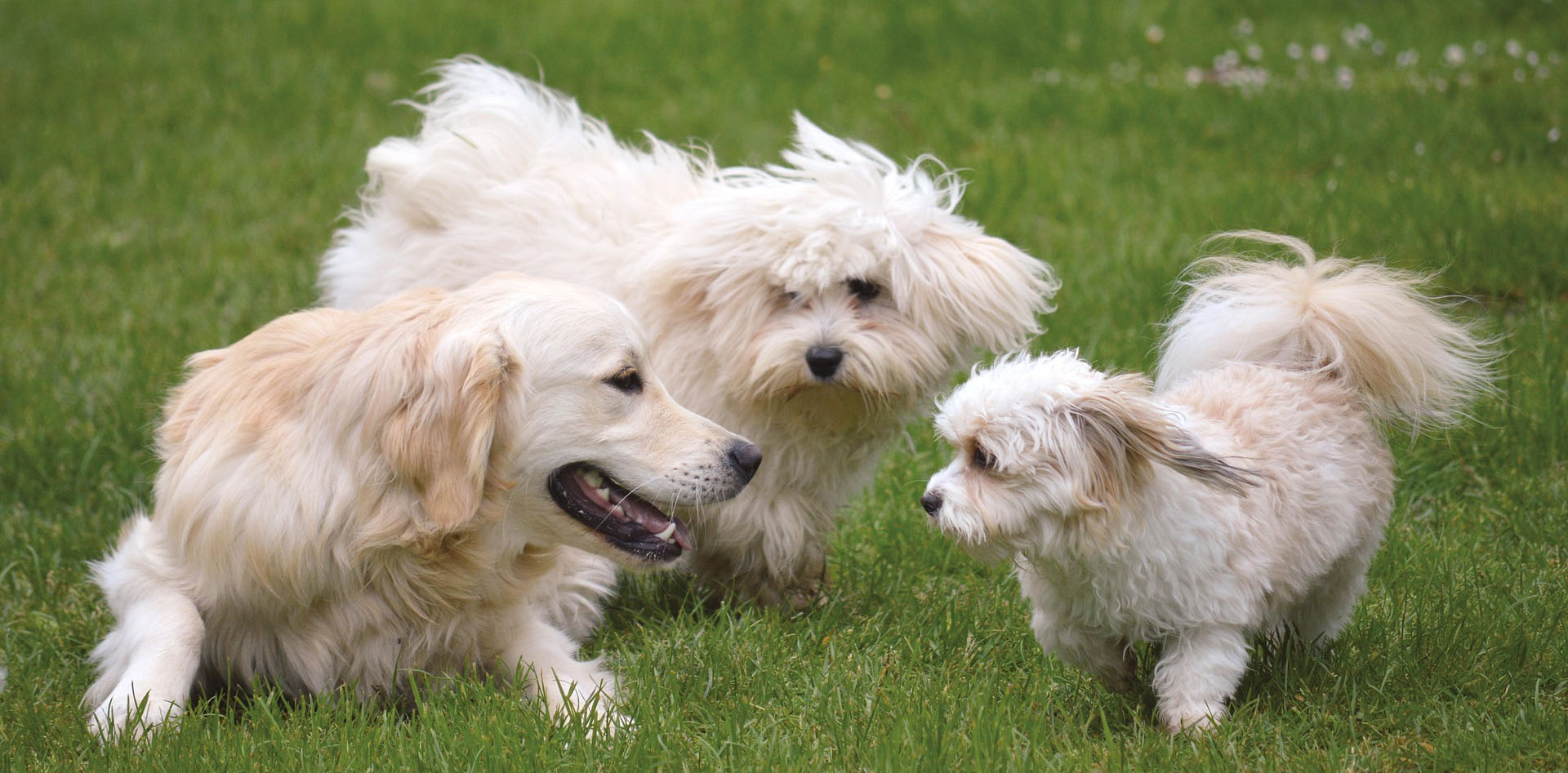 Hundebtreuung in Hasslach, Hundepension mit Familienanschluss, Hundetraining