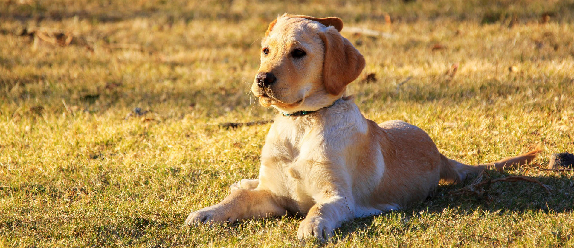 Hundeinternat in Baden-Württemberg, Alltagsthemen deines Hundes, Hund auf der Wiese