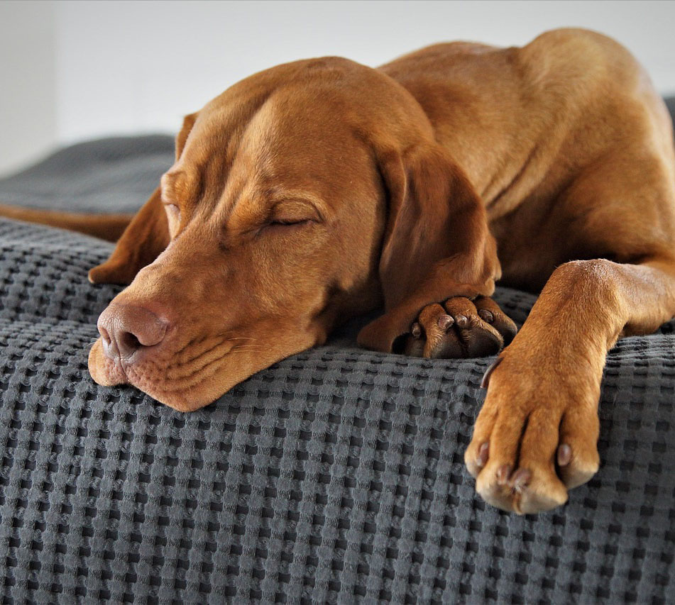 Hundepension nahe Europapark Rust Hund-schläft zufrieden