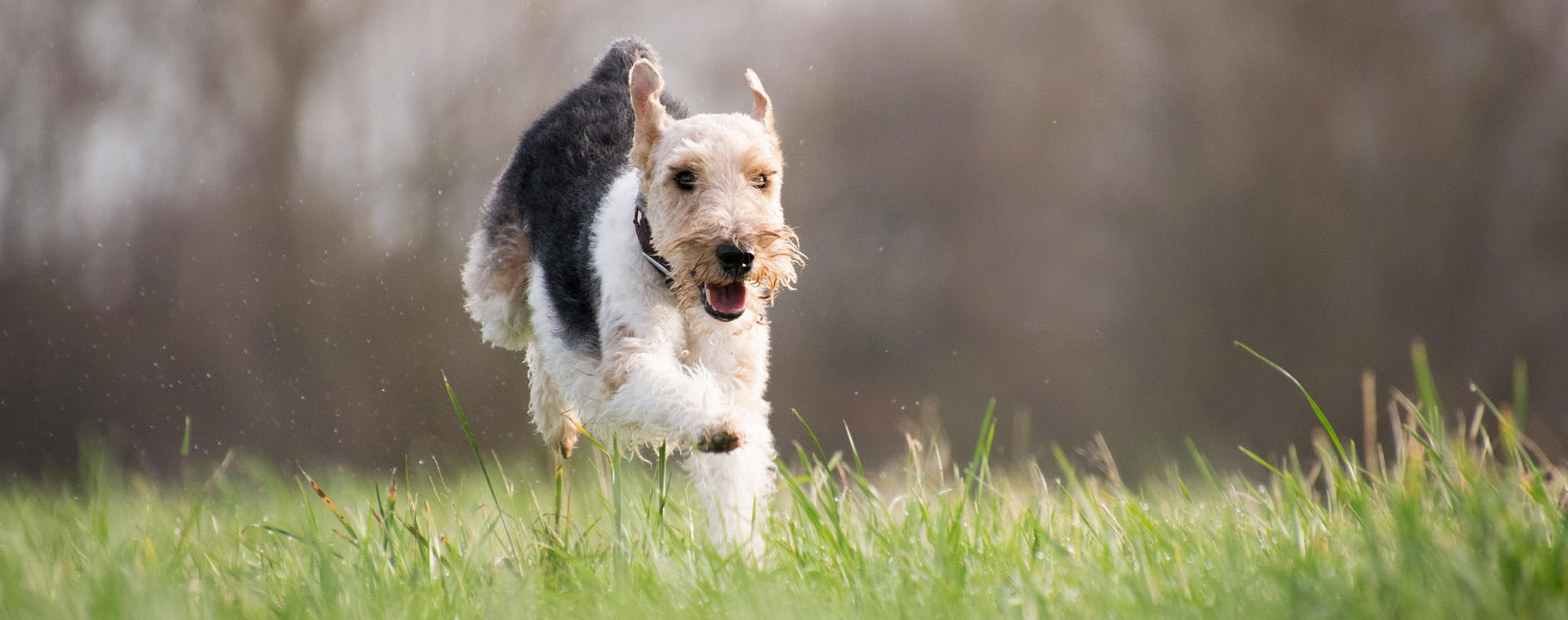 Hundeschule Aktive Schnauzen Hund rennt über Wiese