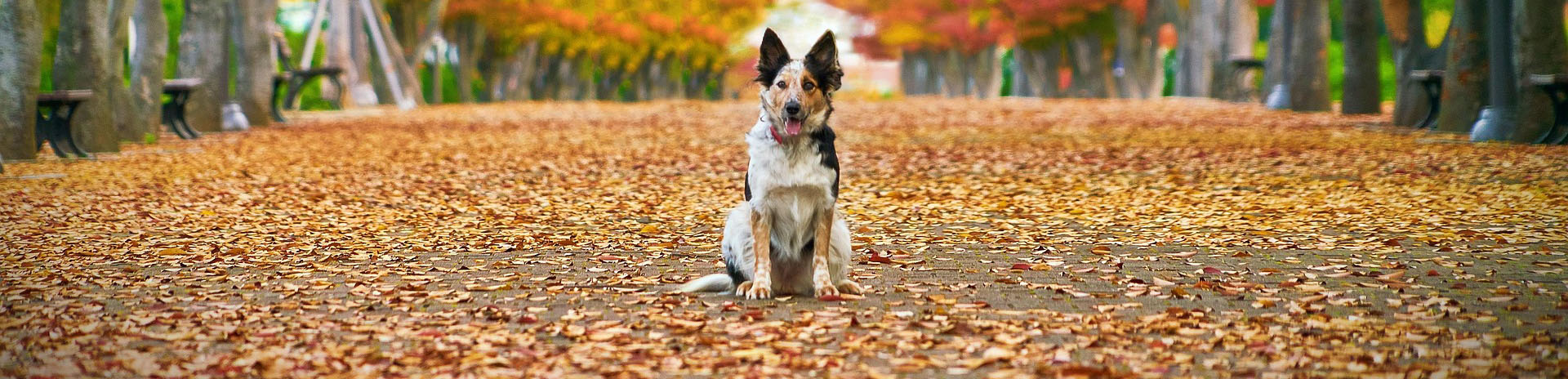 Hundeschule Aktive Schnauzen mittlerer Schwarzwald