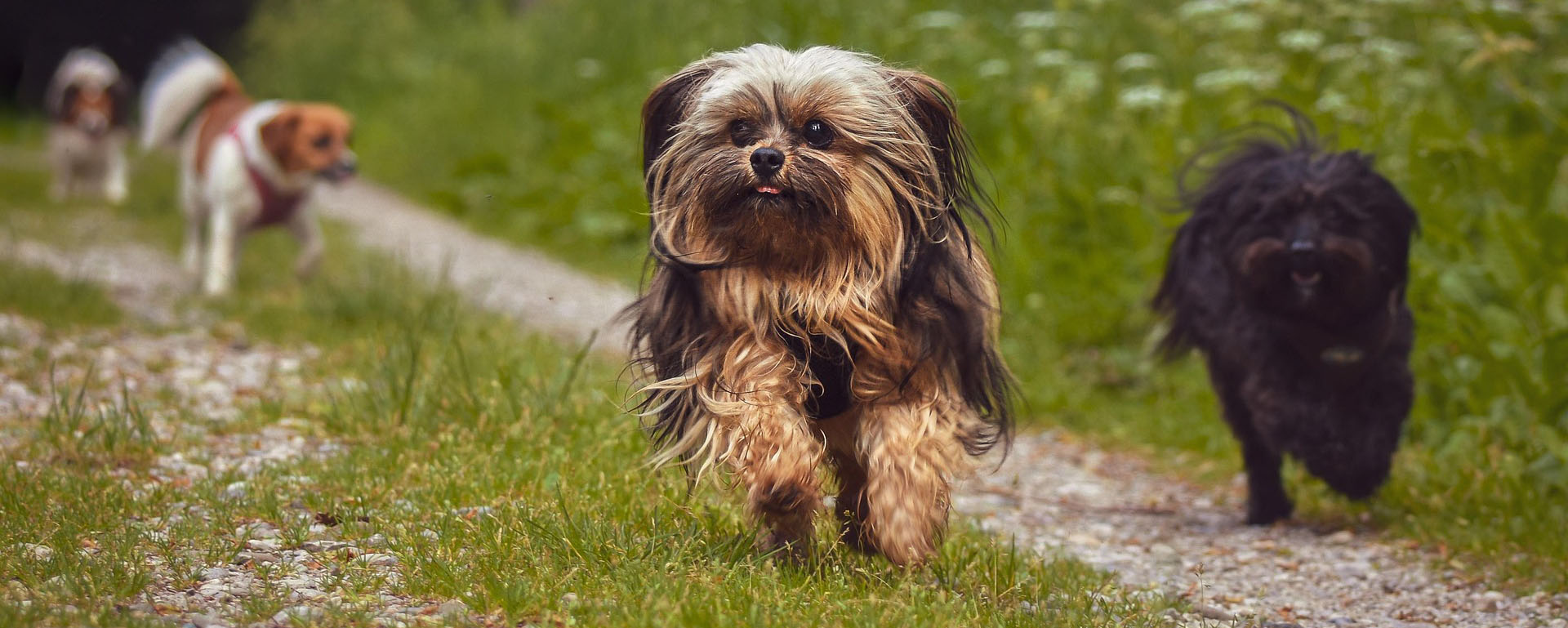 Hundetraining und Workshops für Hundefreunde in Baden-Württemberg