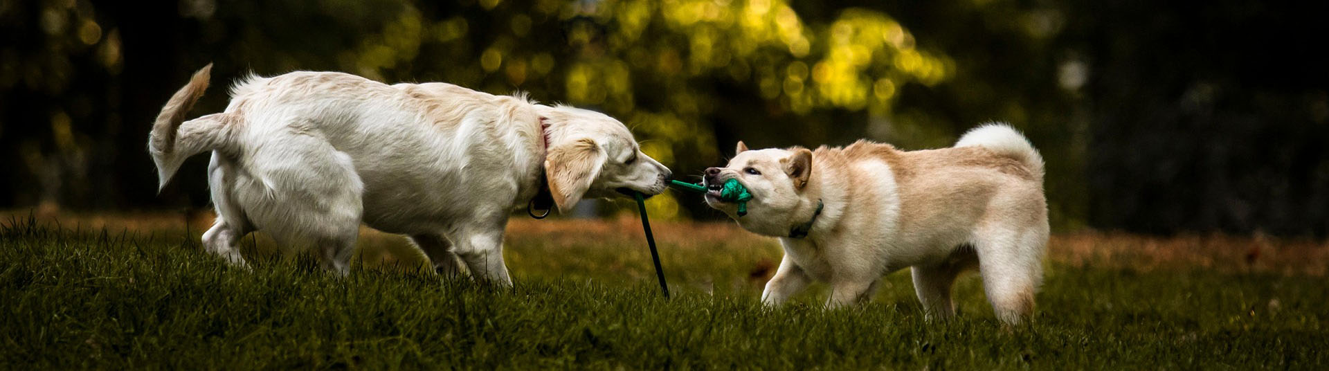 kontaktgruppe sozialverhalten hunde aktive-schnauzen