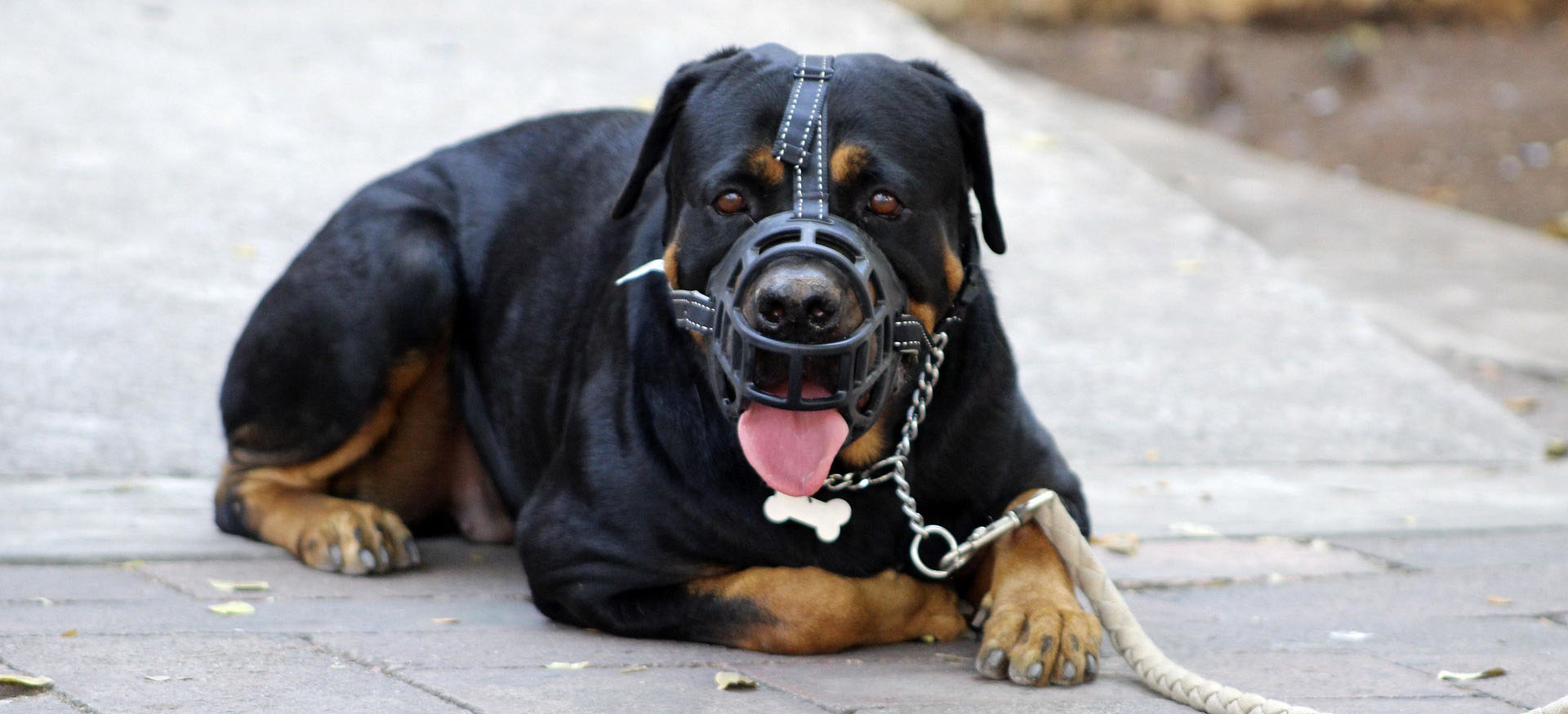 Maulkorb für Hunde, Beratung, Gewöhnung, Auswahl an Maulkörben