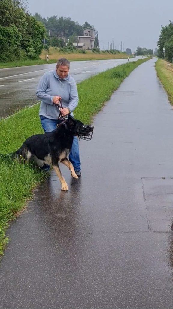online-hunde-intensivkurs