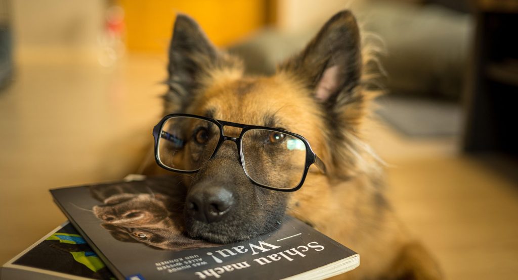 Workshops und Seminare für Hundefreunde